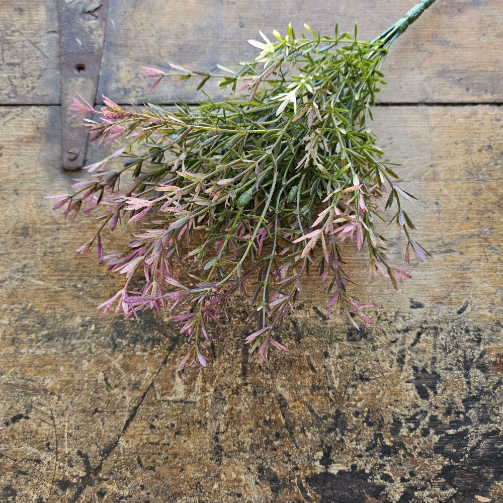 Lavender Asparagus Flower Bush