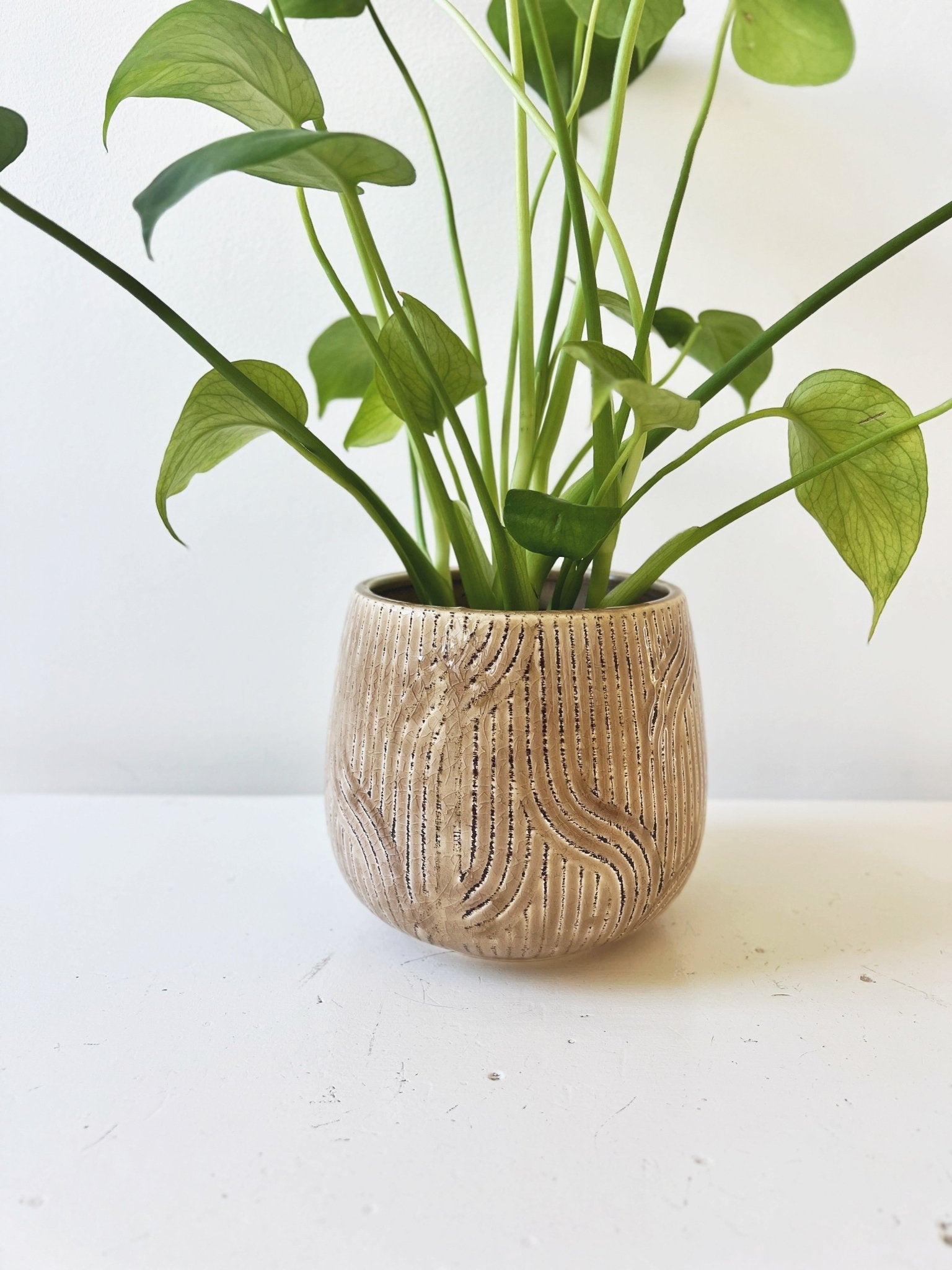 Abstract Debossed Planter