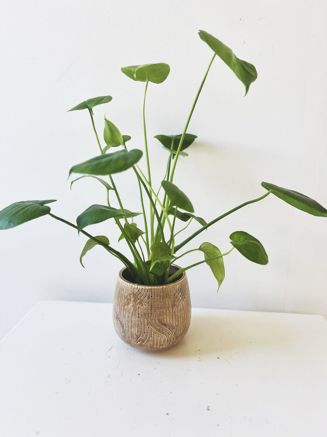 Abstract Debossed Planter