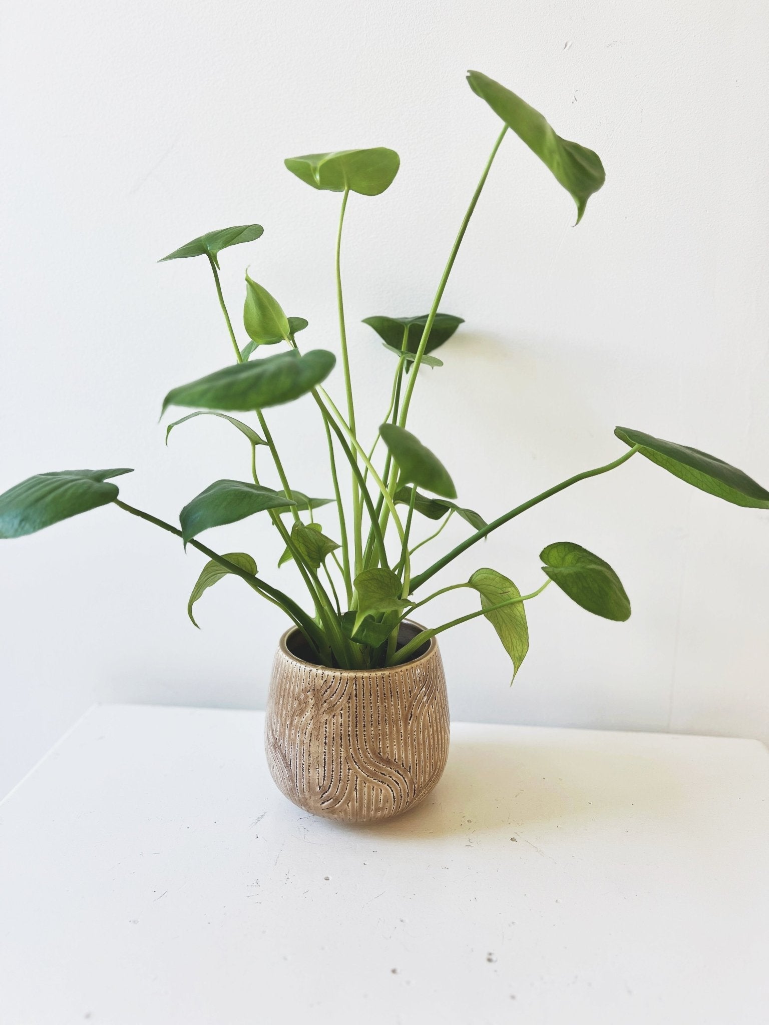 Abstract Debossed Planter