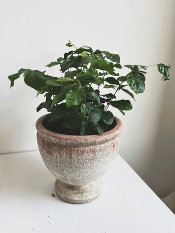 Distressed Footed Planter