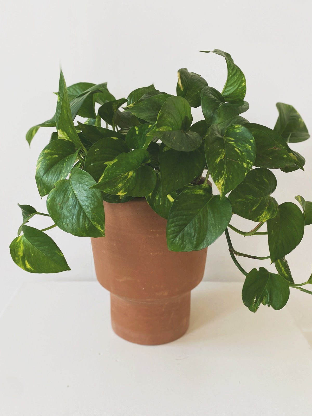 Handmade Terracotta Planter