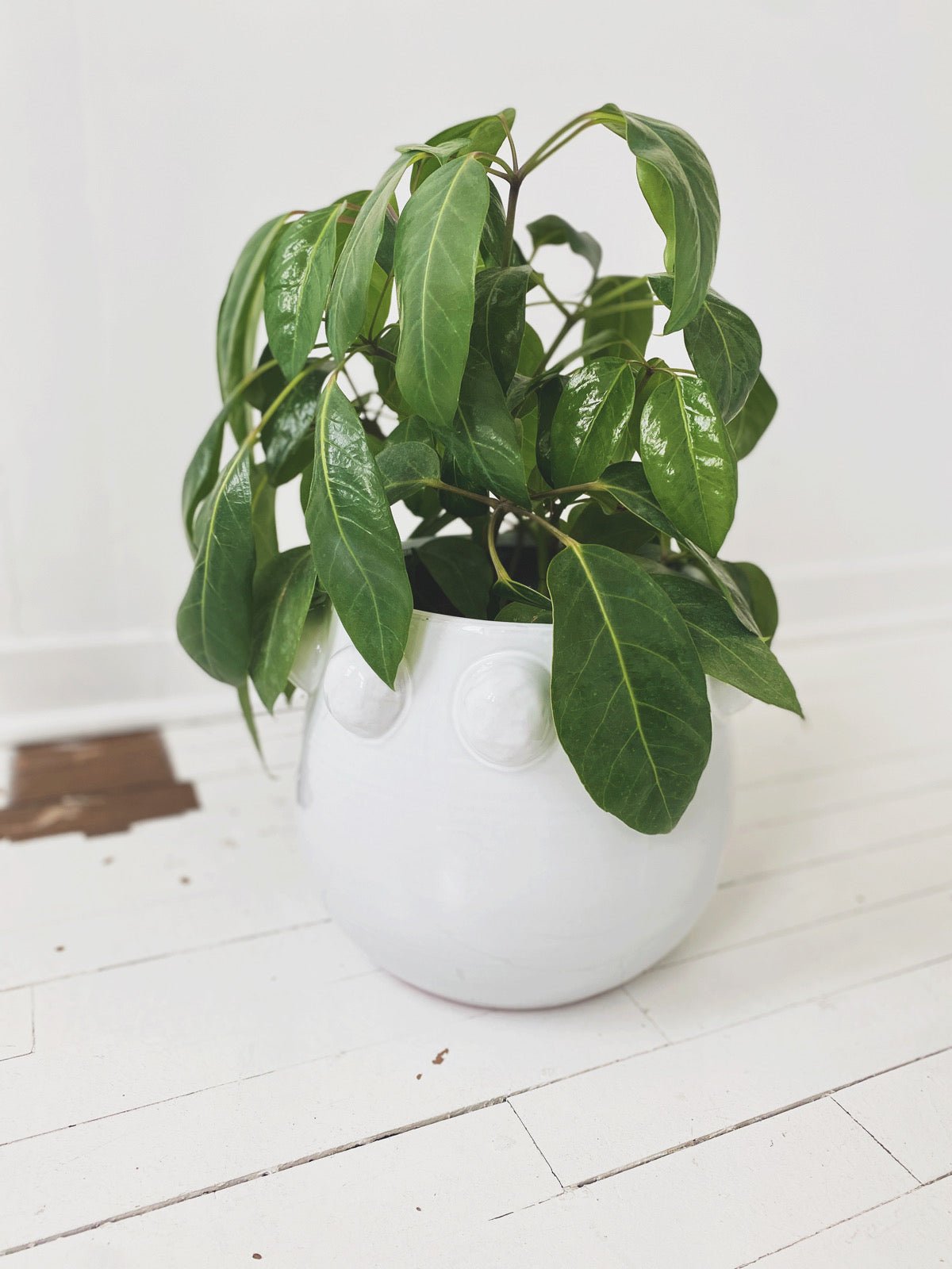 Large Dotted Terracotta Planter