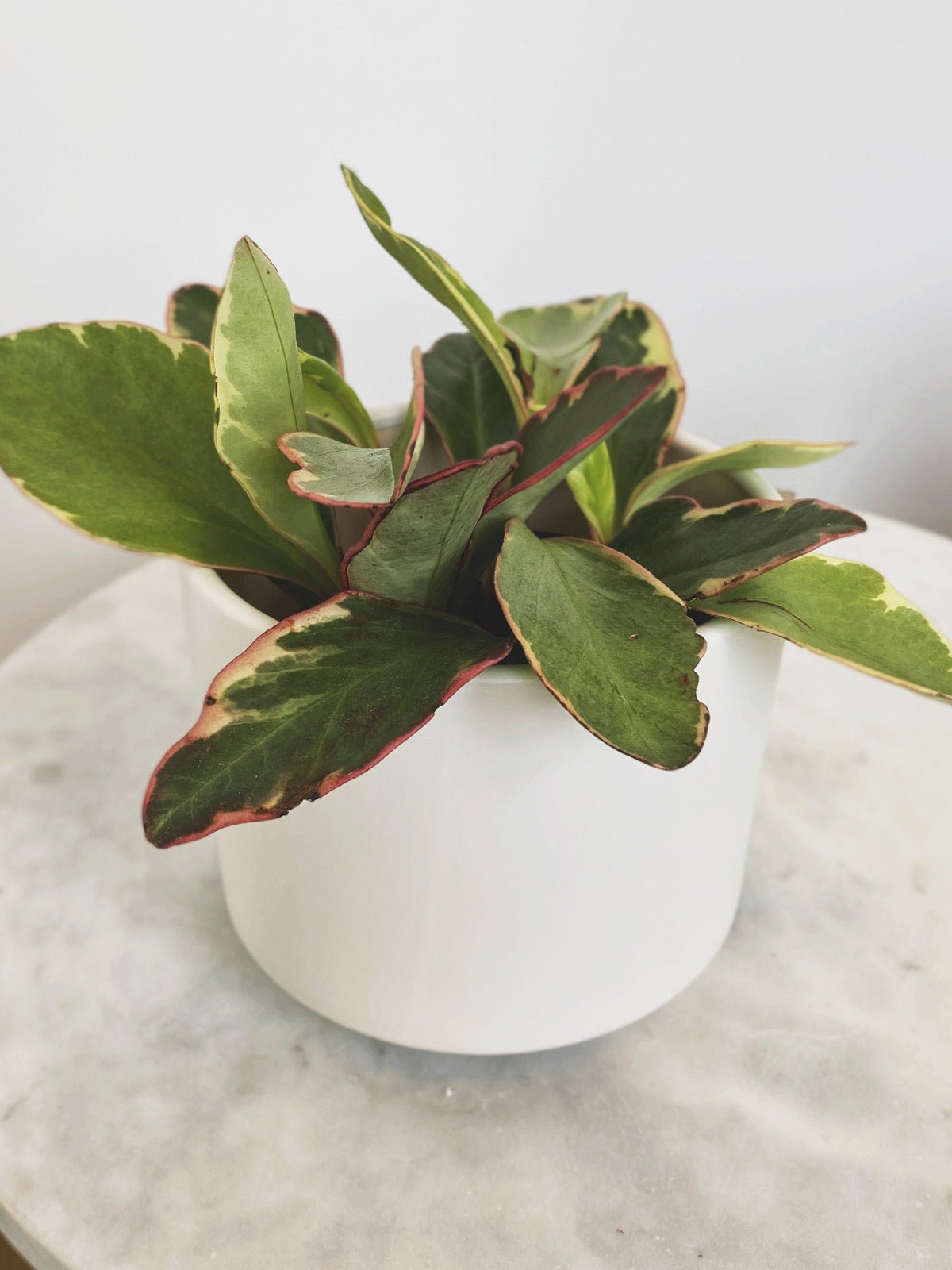 Matte White Ceramic Planter