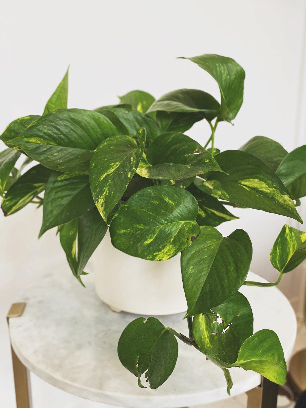 Matte White Ceramic Planter
