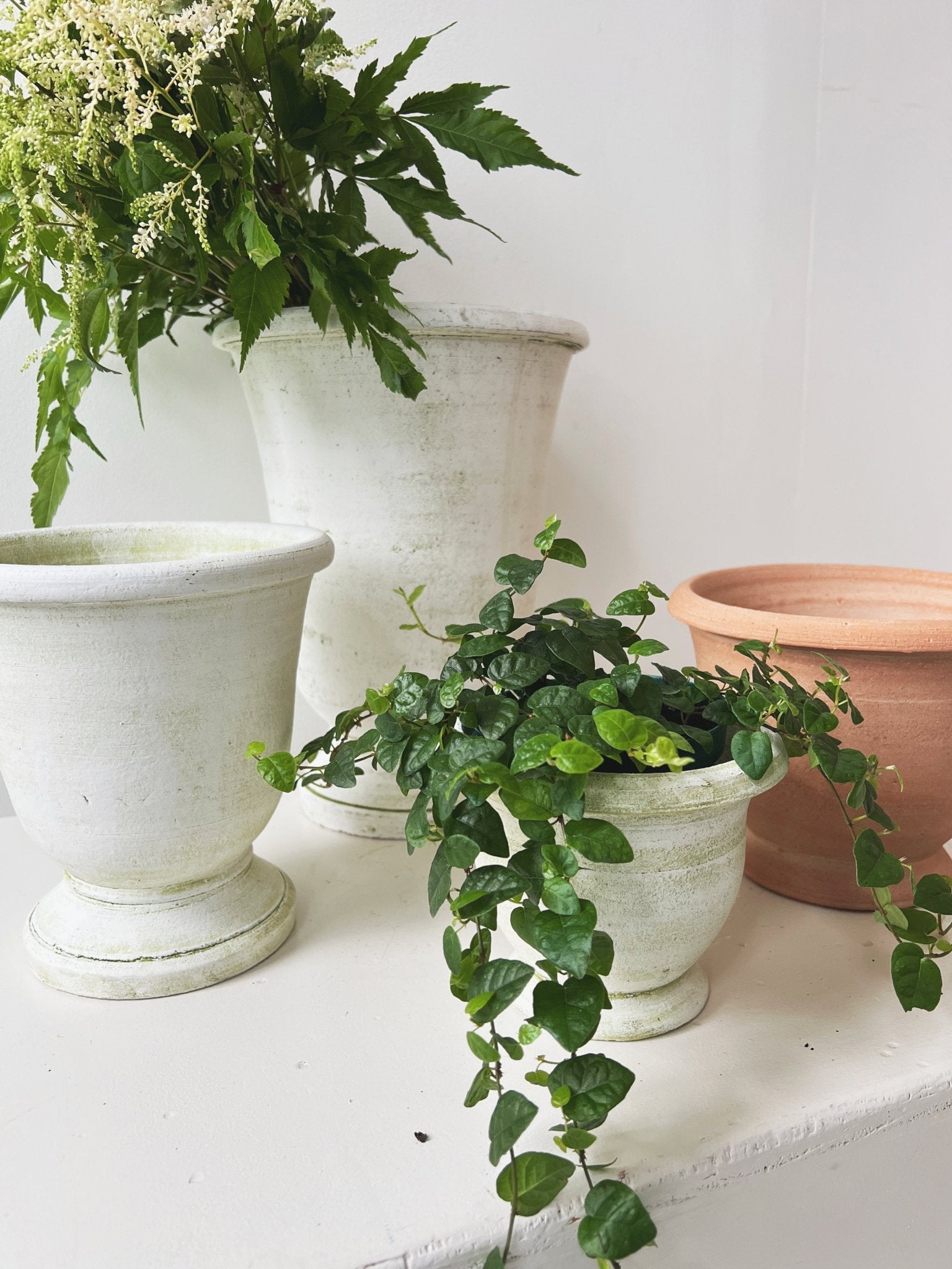 Potier Cachepot