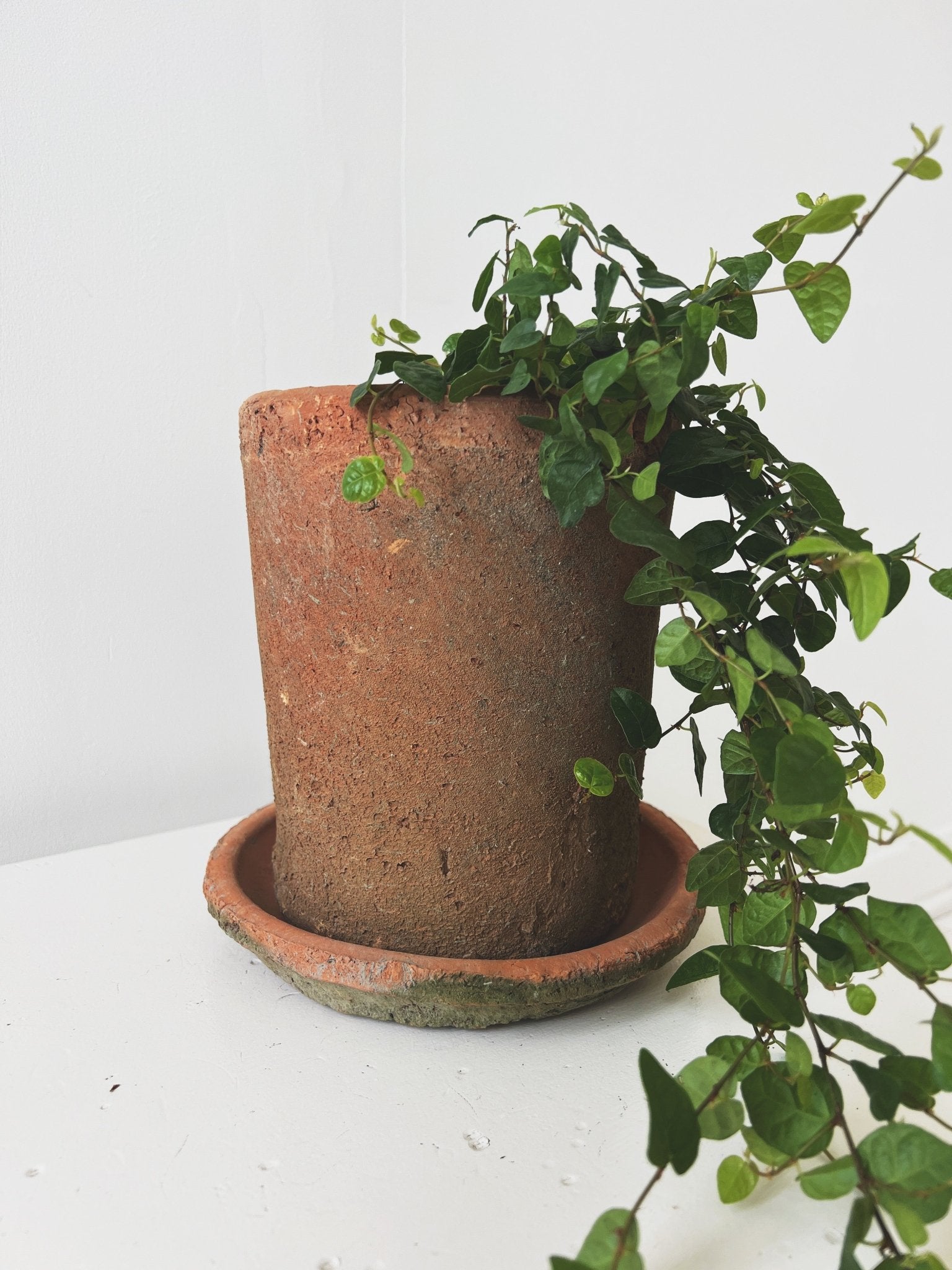 Rustic Terra Cotta Pot w/ Saucer