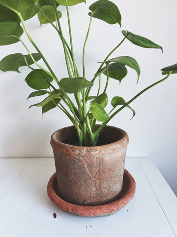 Rustic Terra Cotta Pot w/ Saucer