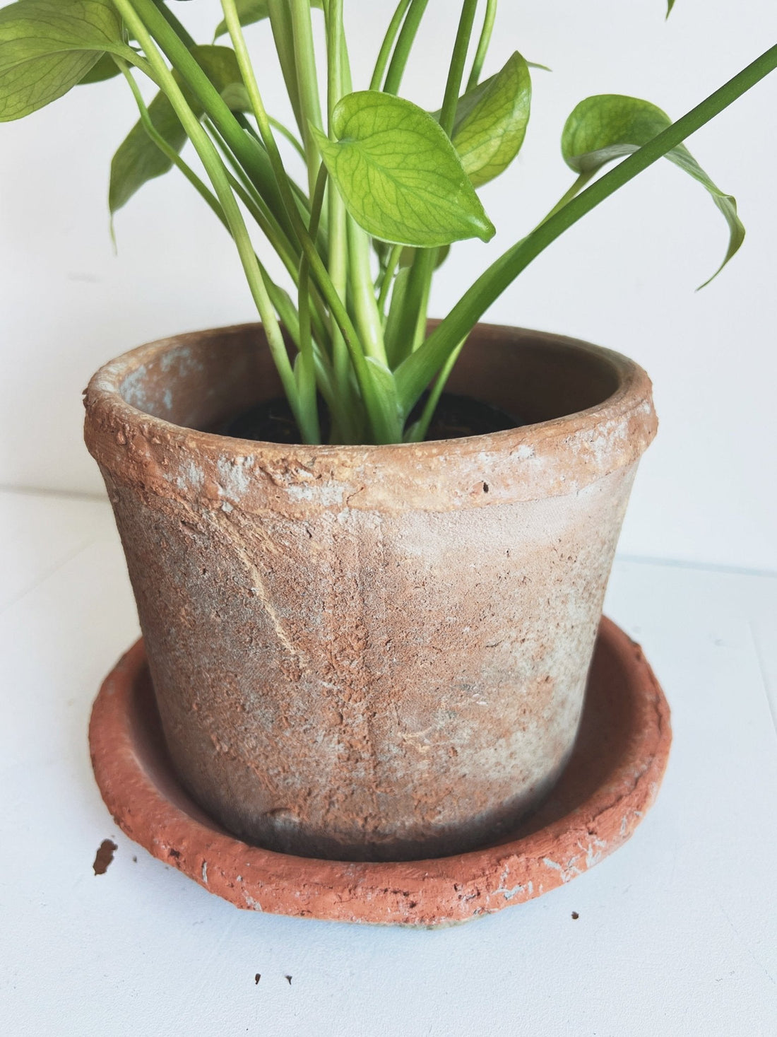 Rustic Terra Cotta Pot w/ Saucer