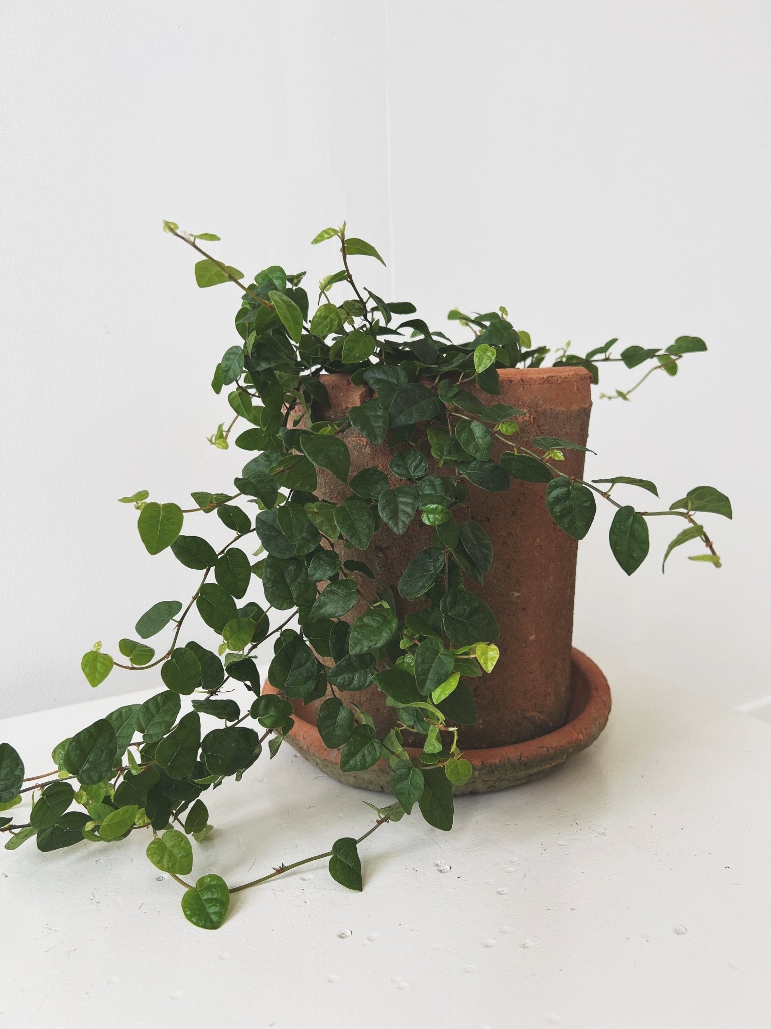 Rustic Terra Cotta Pot w/ Saucer
