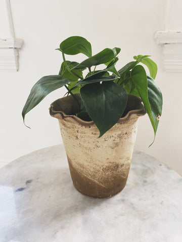 Terra-cotta Planter w/ Ruffled Edge