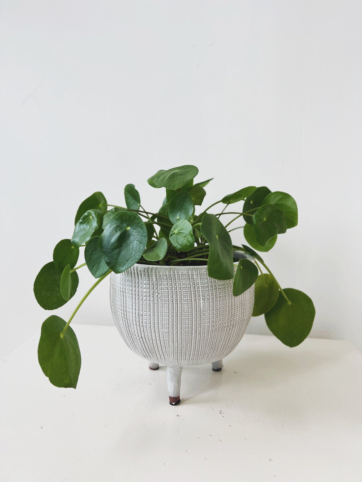 Textured Planter w/ Feet